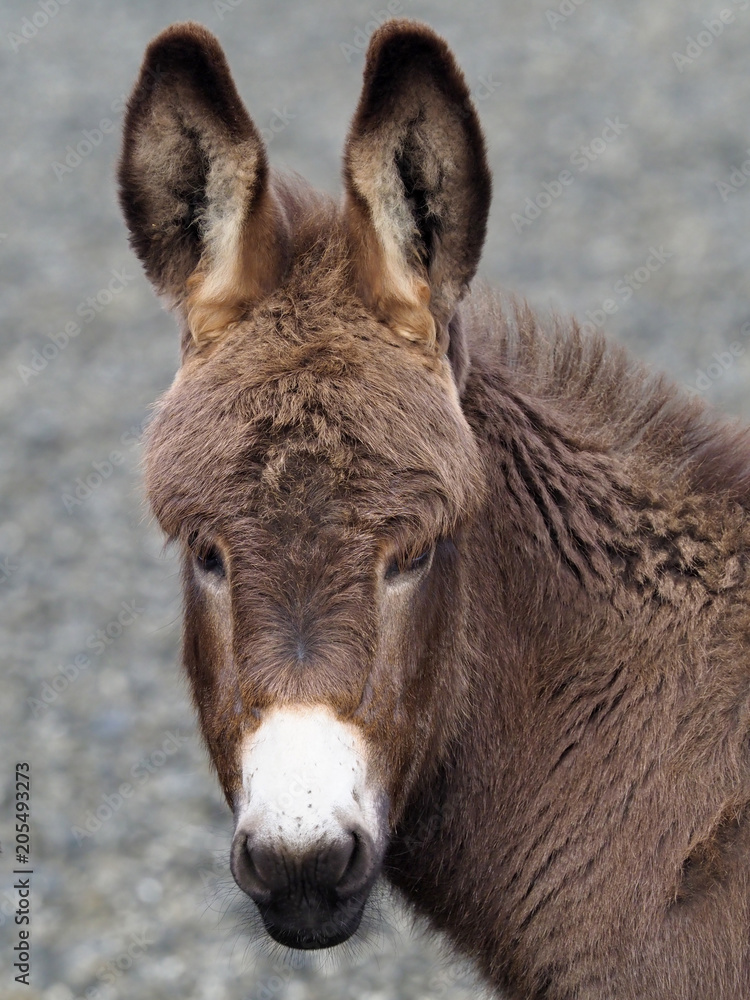 Baby Donkey Baby Donkey