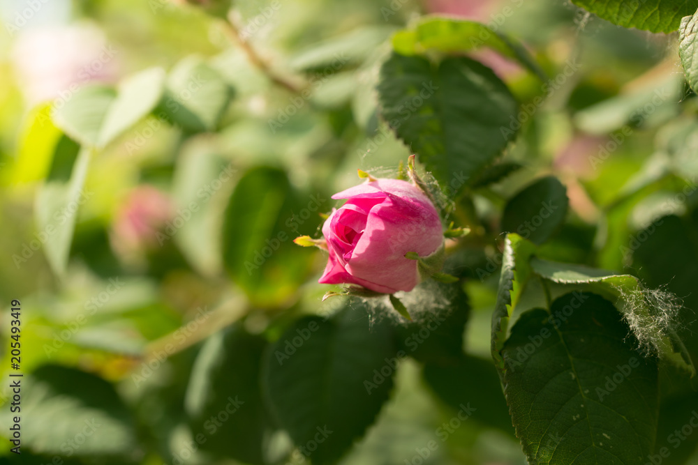 Bush of pink roses in a spring sunny garden. Sunny macrophotography