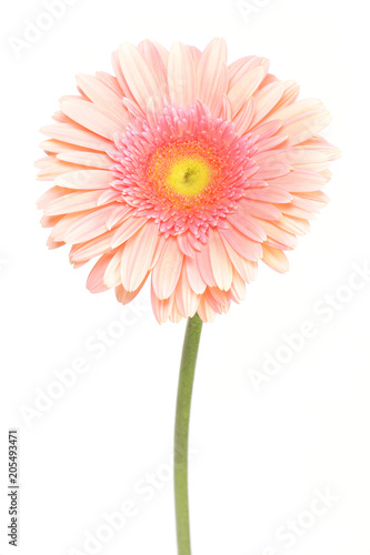 Flower gerbera