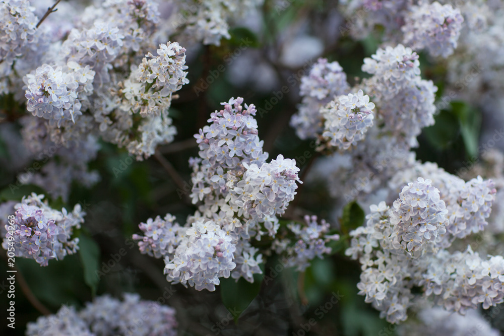 Flowers. May. It's spring. Branches of beautiful blooming lilac Flowers. May. It's spring. Branches of beautiful blooming lilac