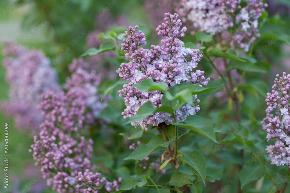 Flowers. May. It's spring. Branches of beautiful blooming lilac