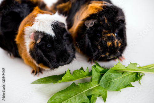 two black,white and red guinea pig