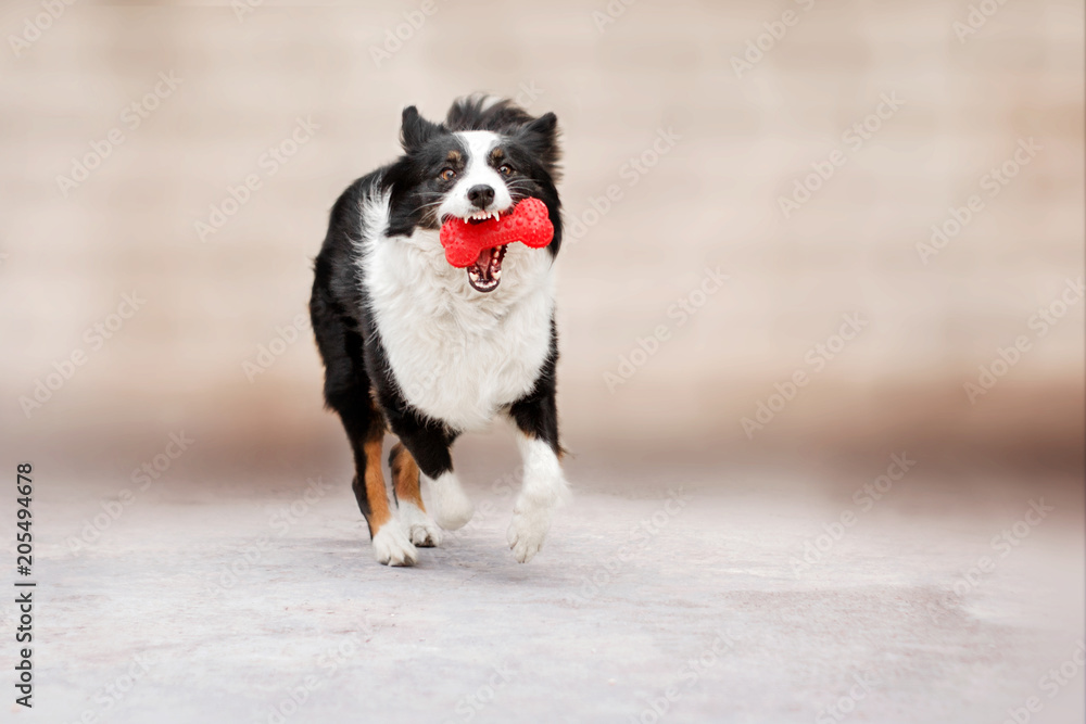 border collie funny game