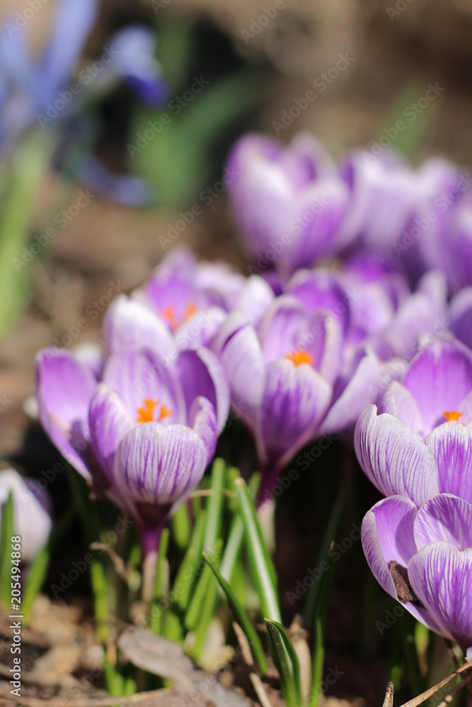 Krokus Krokus