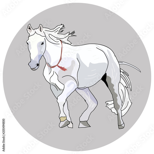 White horse with a red ornament on the neck.