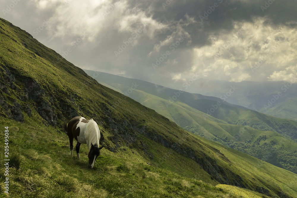 Mountain Wild Horse in Natural Landscape.