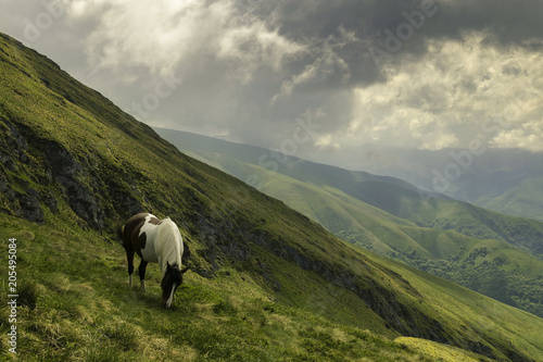 Mountain Wild Horse in Natural Landscape.