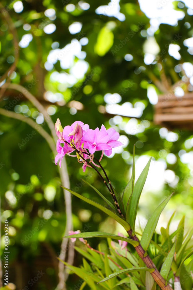 Dendrobium bigibbum var.compactum