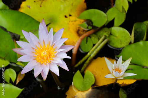 water lillies in the basin