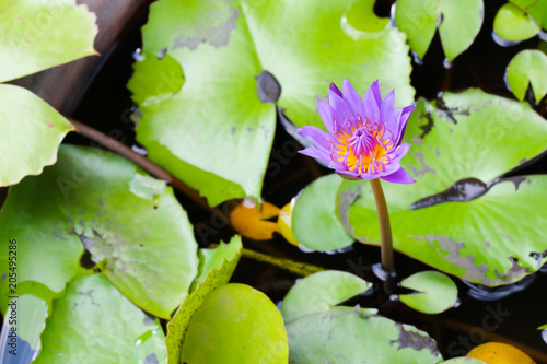 water lillies in the basin