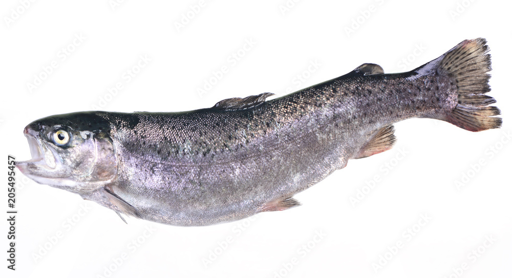 Fish trout