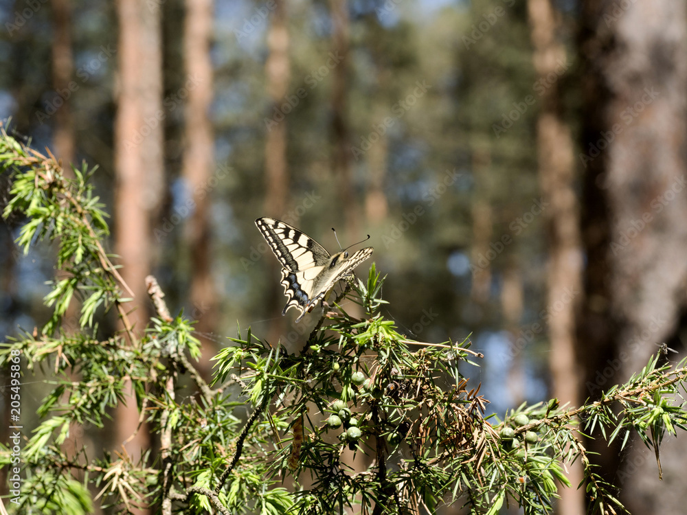 Piękny motyl Paź królowej(Papilio machaon) na gałązkach jałowca w sosnowych borach - obrazy, fototapety, plakaty 