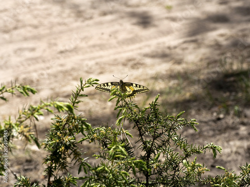 Piękny motyl Paź królowej(Papilio machaon) na gałązkach jałowca w sosnowych borach