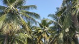 The coconut garden has many large coconut trees on a bright sky.