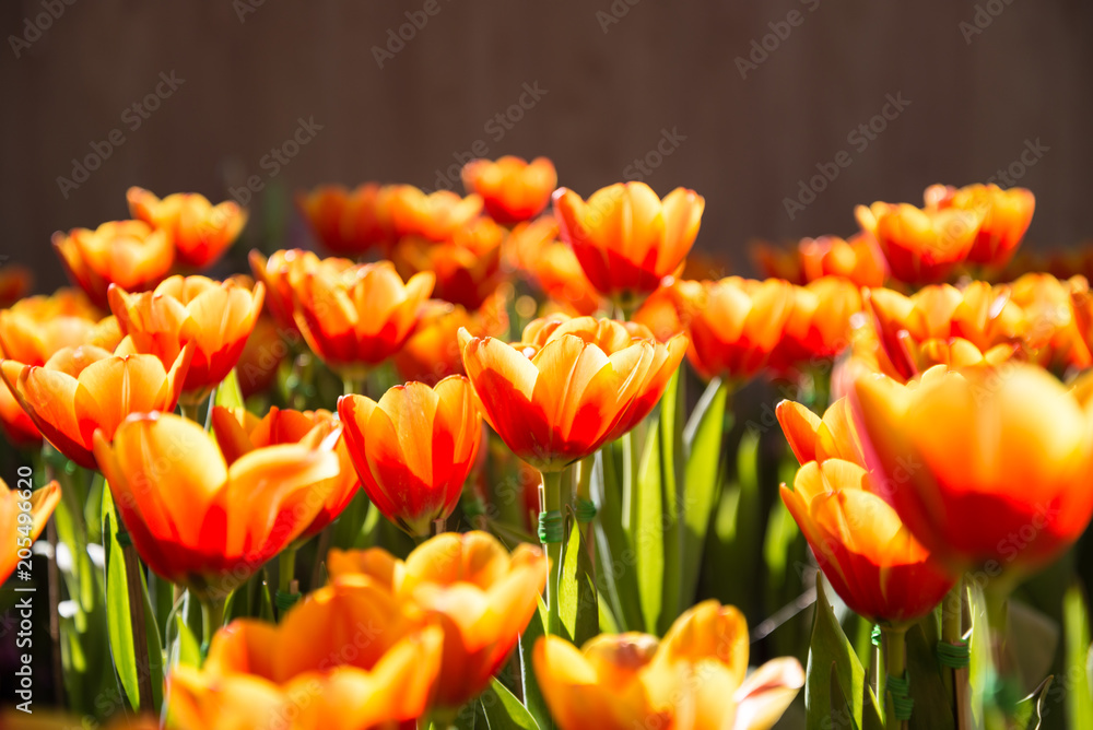 Beautiful bouquet of tulips in the garden with sunlight Beautiful bouquet of tulips in the garden with sunlight