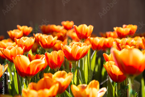Beautiful bouquet of tulips in the garden with sunlight