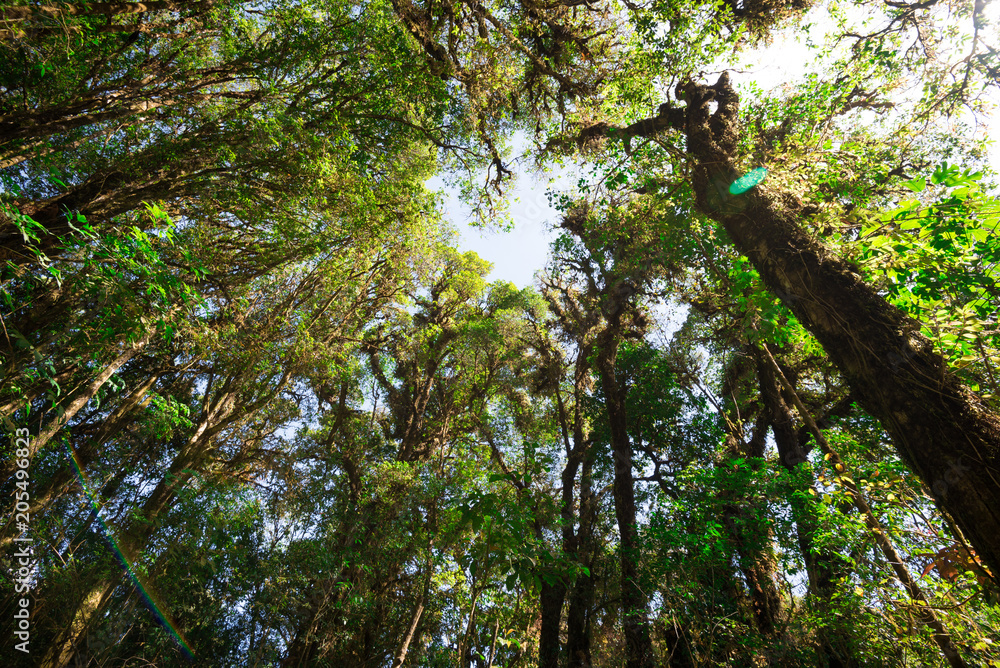 Fototapeta premium Rainforest on the top mountain Doi Inthanon National Park, northern of Thailand - Green nature concept