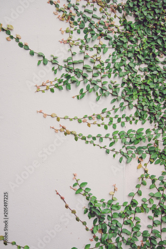 Detail of green climbing plants on wall background - Natural outdoor concept