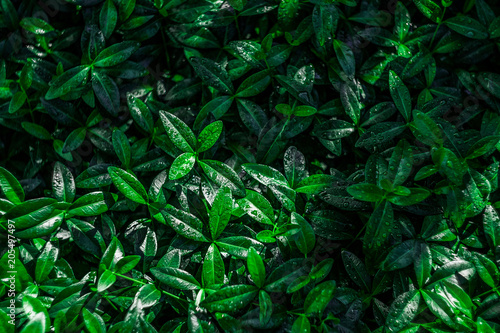 fresh green leaves background