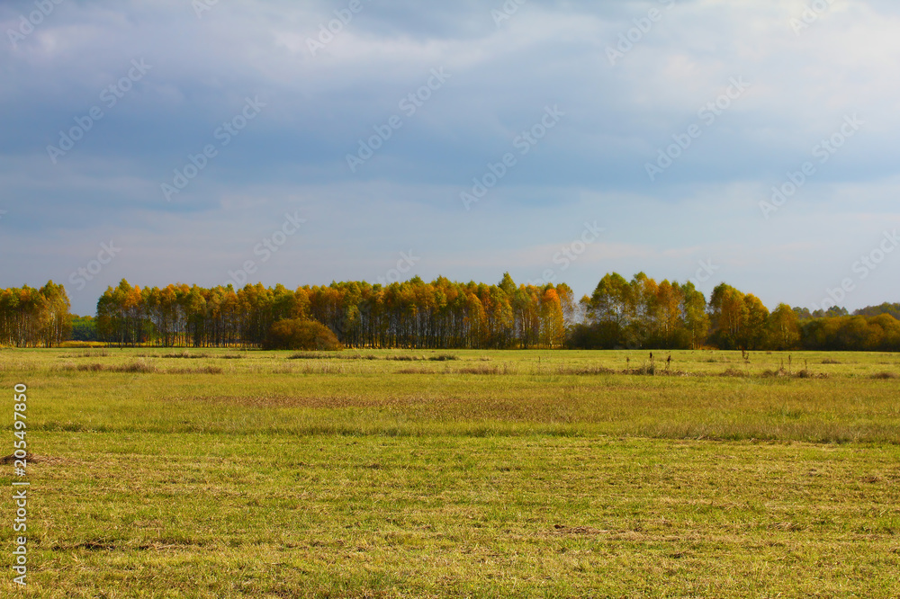 Fototapeta premium Panorama of autumn fields, in the background a birch copse