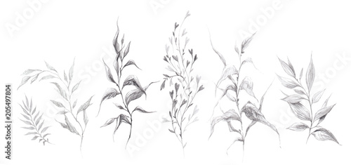 Collection of pencil drawing wild herbs