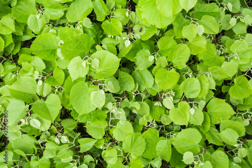 Close detail of organic green linden leaves texture