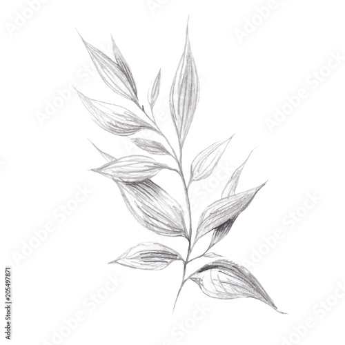 Wild herb branch pencil drawing © hellokisdottir