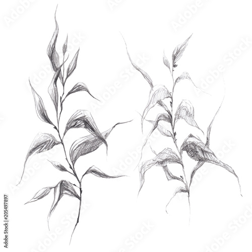 Wild herb branch pencil drawing