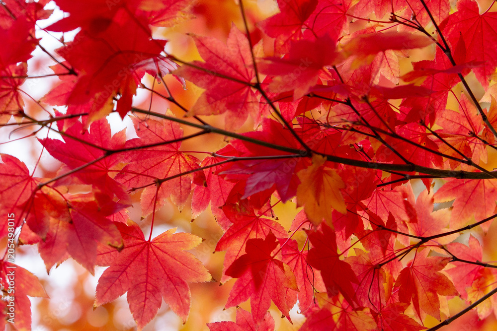 Red Autumn leaves with blurred background at Mount lofty south australia on 17th May 2018 Red Autumn leaves with blurred background at Mount lofty south australia on 17th May 2018
