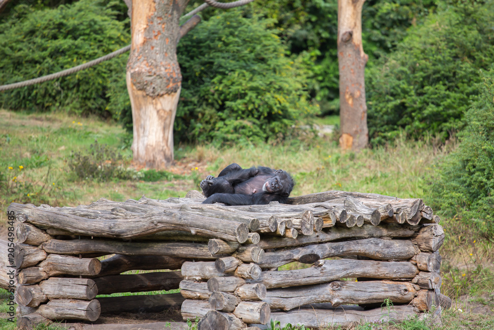 A chimpanzee lies on a wooden scaffolding A chimpanzee lies on a wooden scaffolding