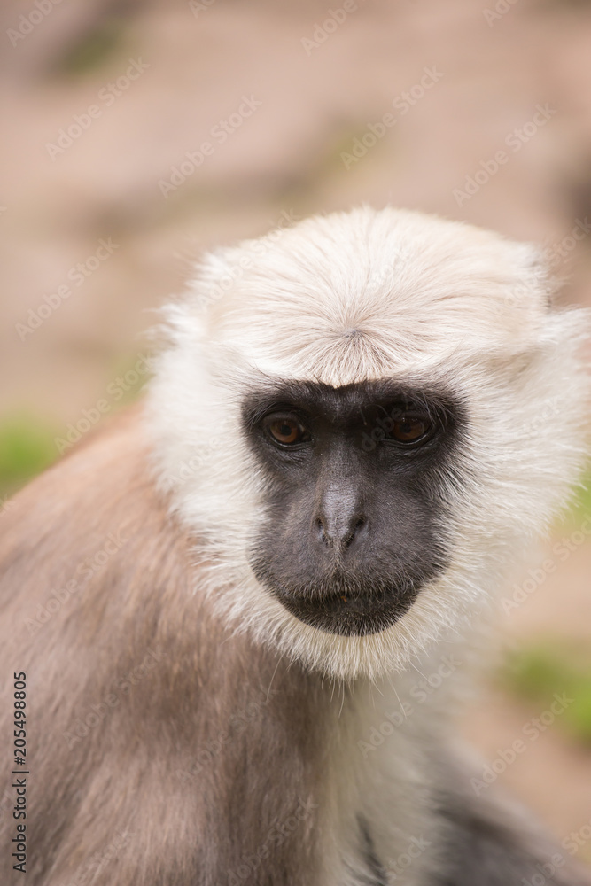 A little monkey looks into the camera A little monkey looks into the camera