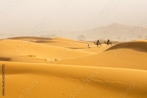 two camels and one guide man walking by Sahara desert