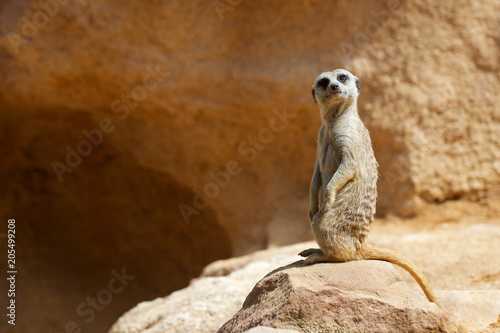 Meerkat in a zoo © WINDCOLORS