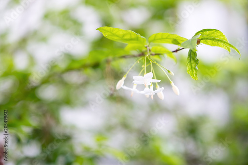 Closeup image of mok flower with tree