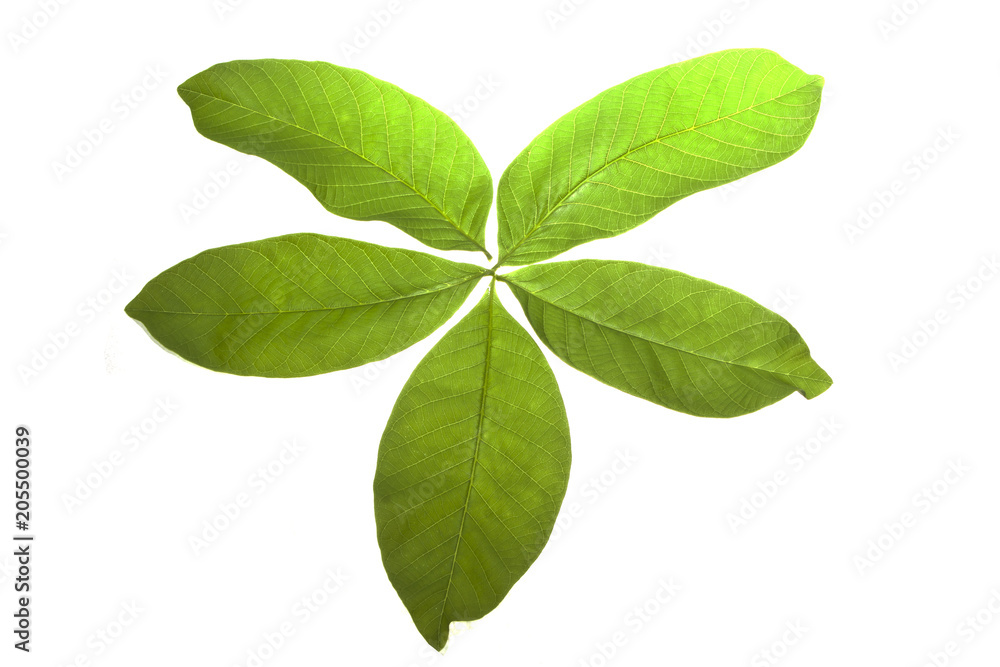 tree leaves isolated on white background tree leaves isolated on white background