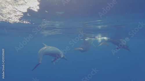 Wallpaper Mural Spinner Dolphins Traveling Peacefully Underwater Near The Flickering Sea Surface In The Sunset Light In The Maldives. Torontodigital.ca