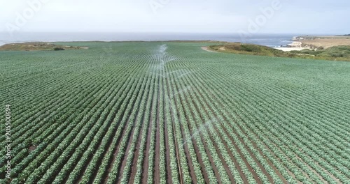 Aerial view of irrigate produce lettuce fields in California