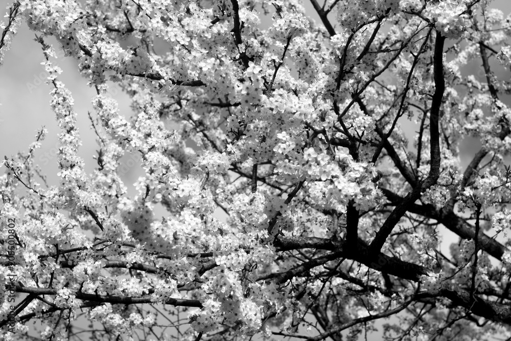 Naklejka premium Cherry tree in blossom with bokeh.