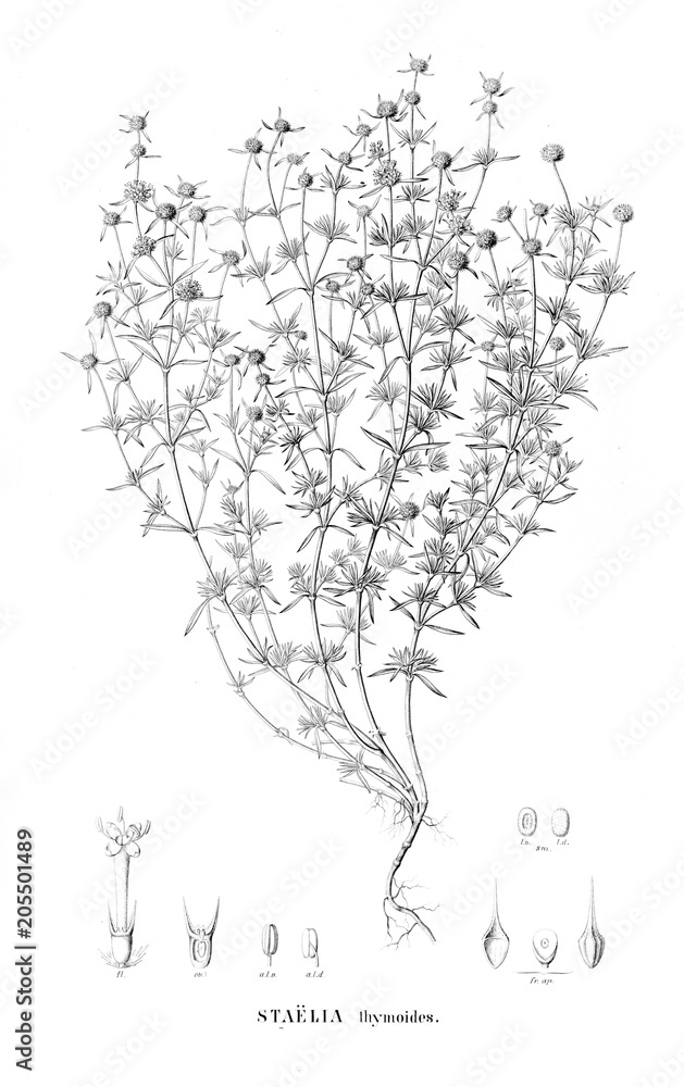 Illustration of plant Illustration of plant