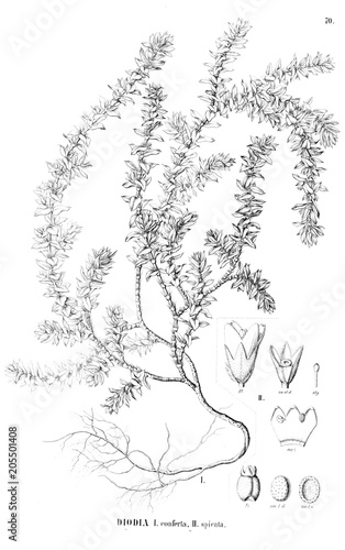 Illustration of plant