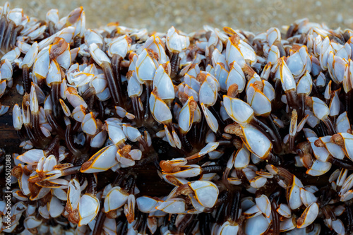 goose barnacles barnacle on the wooden branch at sea beach.