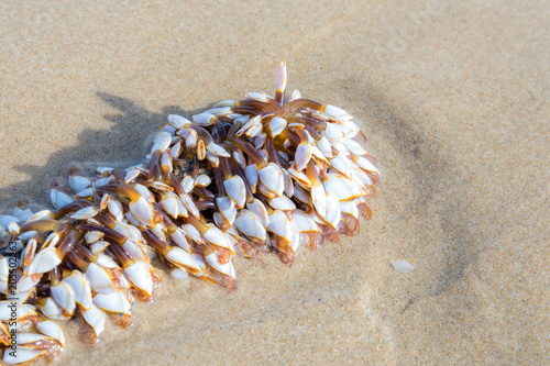 goose barnacles barnacle on the wooden branch at sea beach. photo