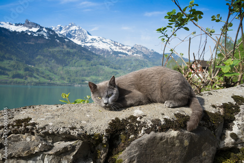 Vászonkép Cat napping on a wall around a small vineyard in Quinten, a small village at the