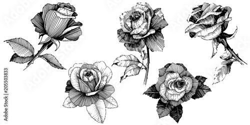 Vector roses. Floral botanical flower. Wild spring leaf wildflower isolated. Vector wildflower for background, texture, wrapper pattern, frame or border.