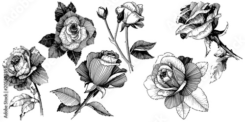 Vector roses. Floral botanical flower. Wild spring leaf wildflower isolated. Vector wildflower for background, texture, wrapper pattern, frame or border.