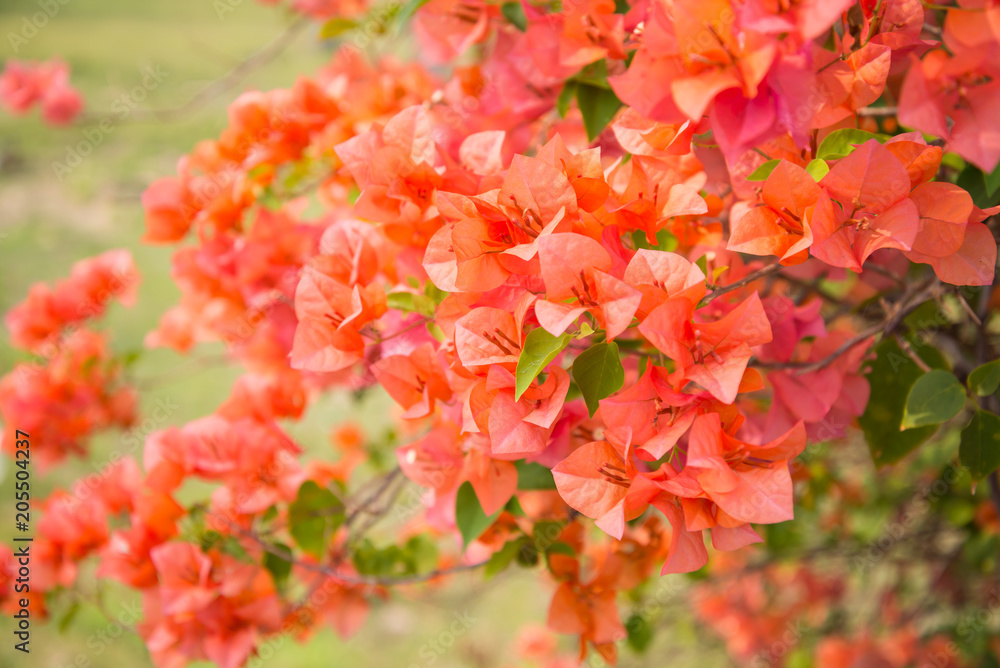 Beautiful red flowers blooming in green garden Beautiful red flowers blooming in green garden