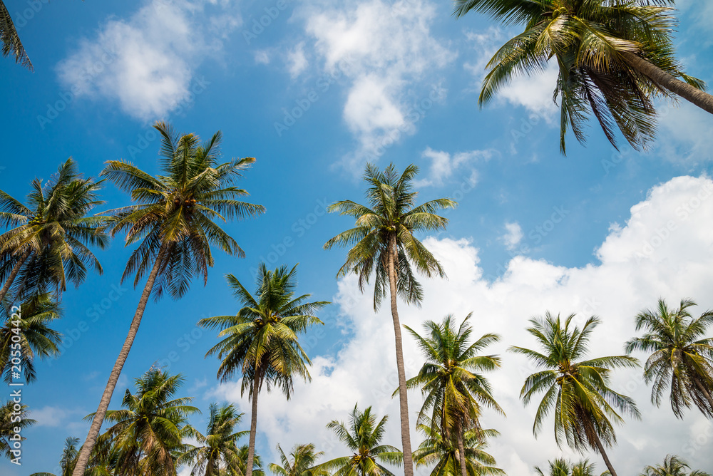 Coconut palm trees in sunny day with blue sky - Tropical summer breeze holiday