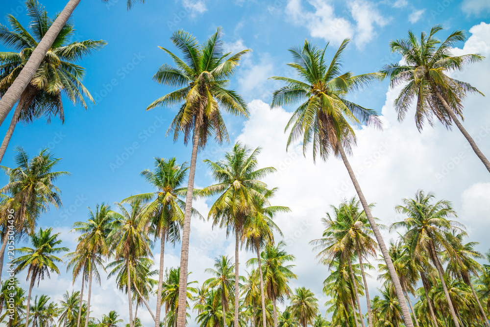 Coconut palm trees - Tropical summer breeze holiday Coconut palm trees - Tropical summer breeze holiday