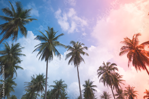 Coconut palm trees - Tropical summer breeze holiday, Light leak effect © pla2na