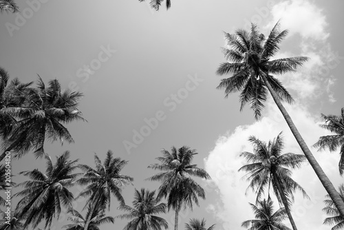 Coconut palm trees sunny day in black and white - Tropical summer breeze holiday